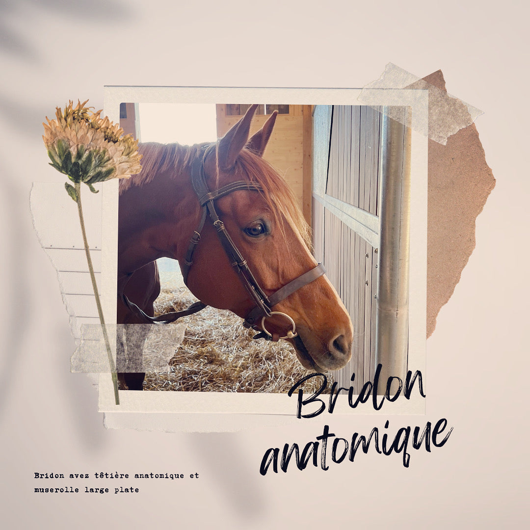 bridon anatomique cheval