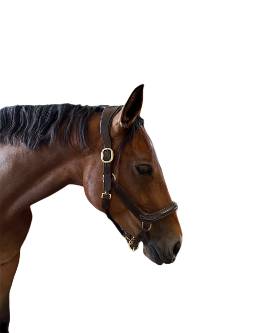 Halter horse Switzerland 
