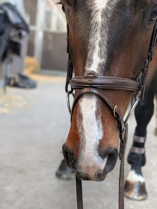 Bridon anatomique Victory