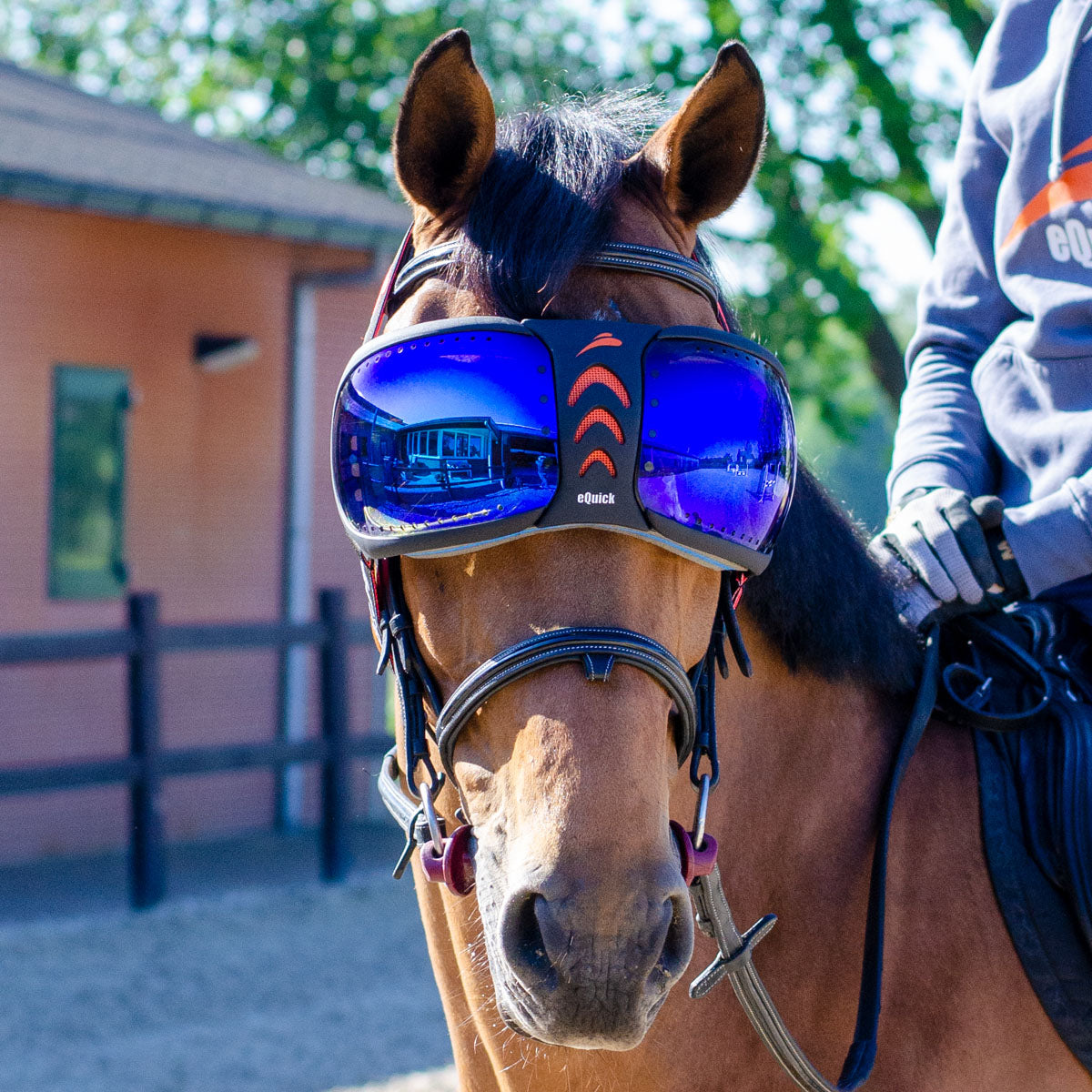 lunette cheval 