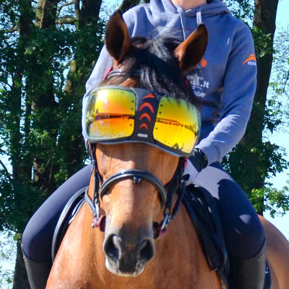 Lunette pour cheval