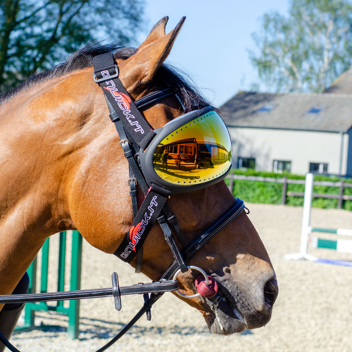 lunette pour cheval 